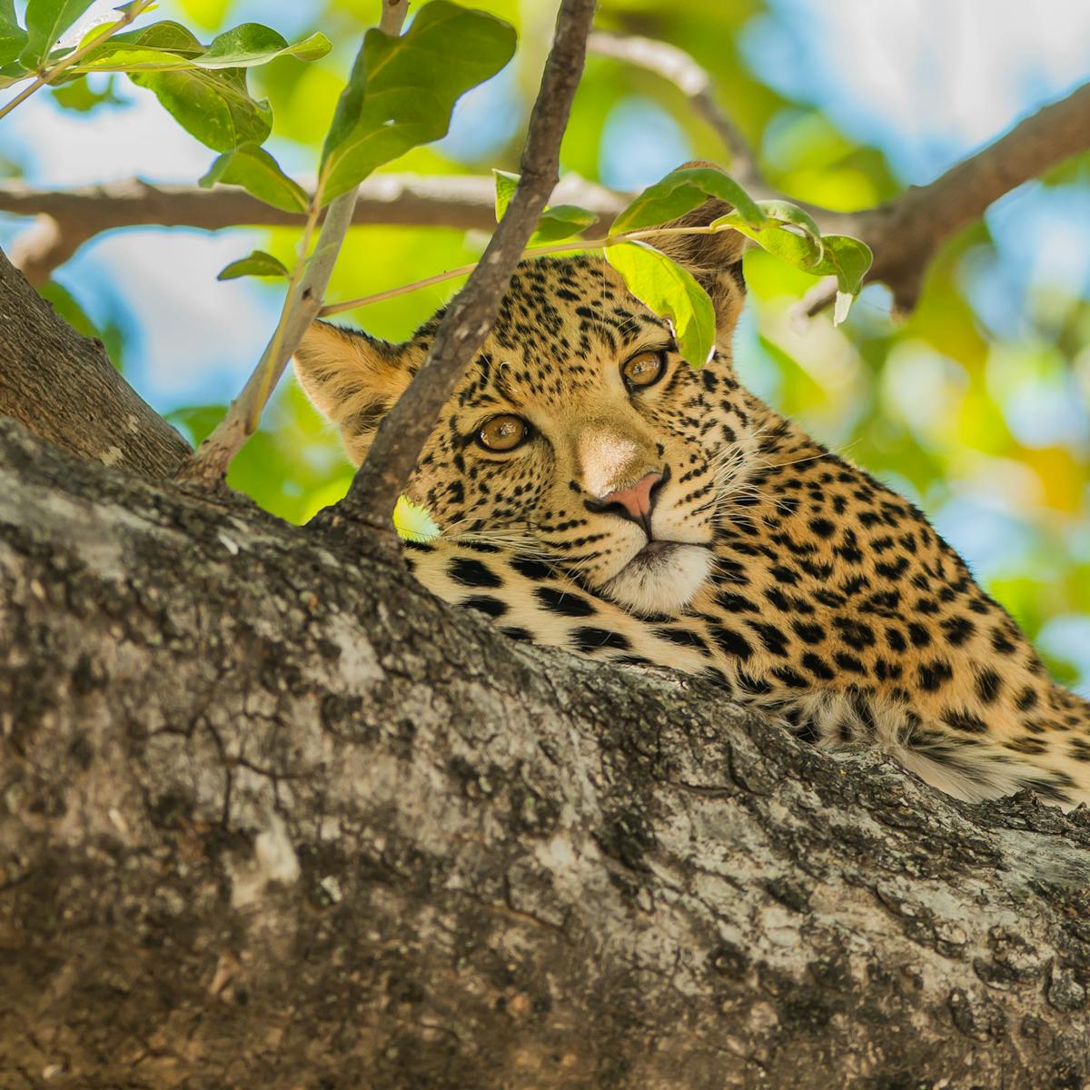 African leopard sighting raises hopes for their conservation in southern  Cameroon