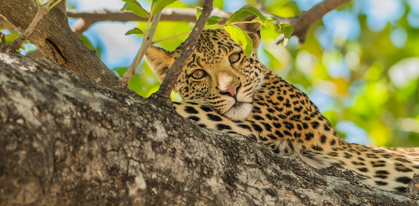 African leopard sighting raises hopes for their conservation in southern  Cameroon