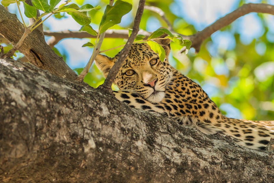 A leopard resting on a tree. 