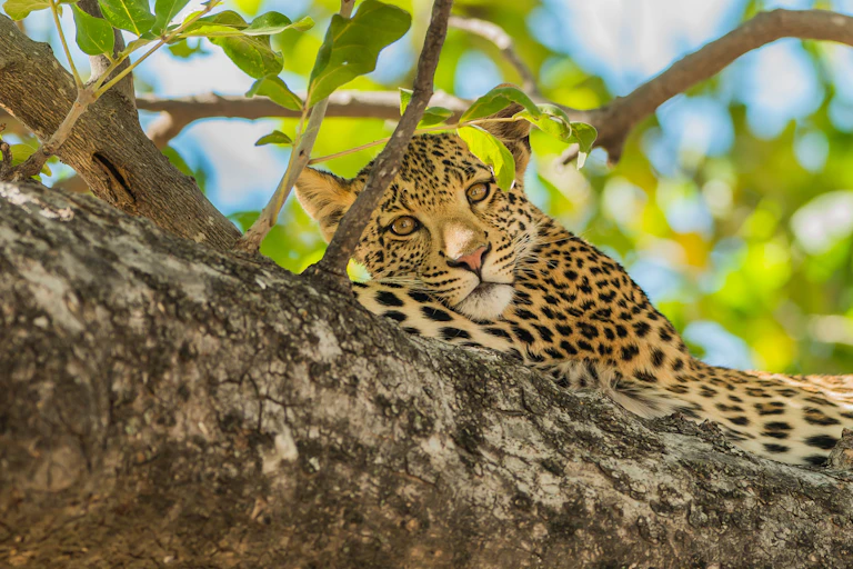 A leopard resting on a tree.
