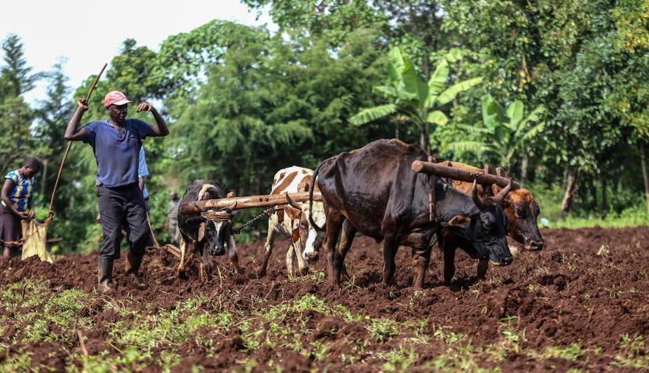 Farmers use oxen to plough their farm