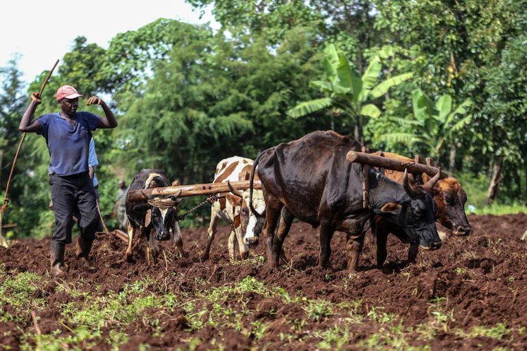 Farmers use oxen to plough their farm