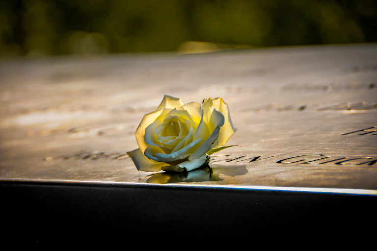 Single white rose on engraved stone