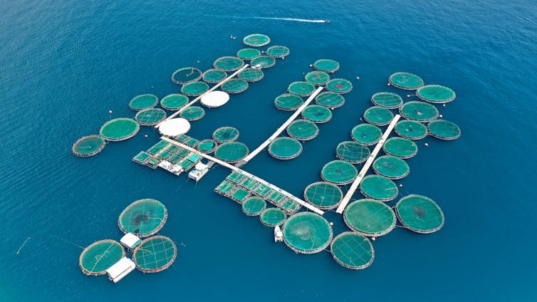 An aerial photograph of a fish farm.