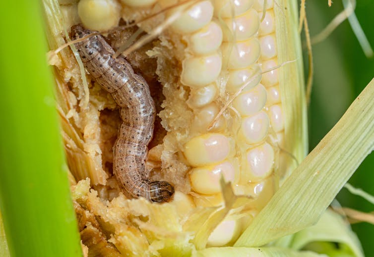 The fall armyworm invasion is fierce this year – and scientists are researching how to stop its destruction of lawns, football fields and crops