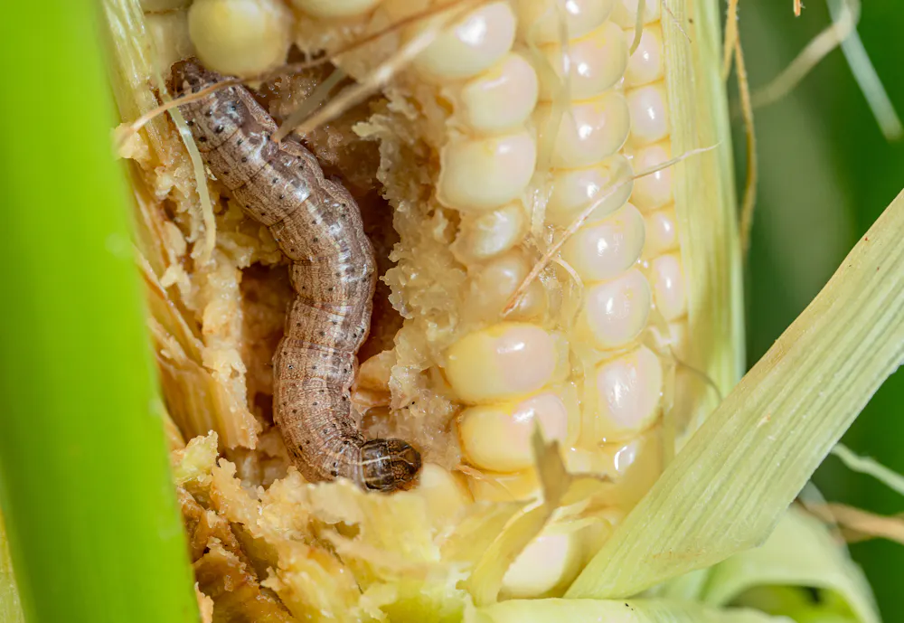 The fall armyworm invasion is fierce this year – and scientists are ...