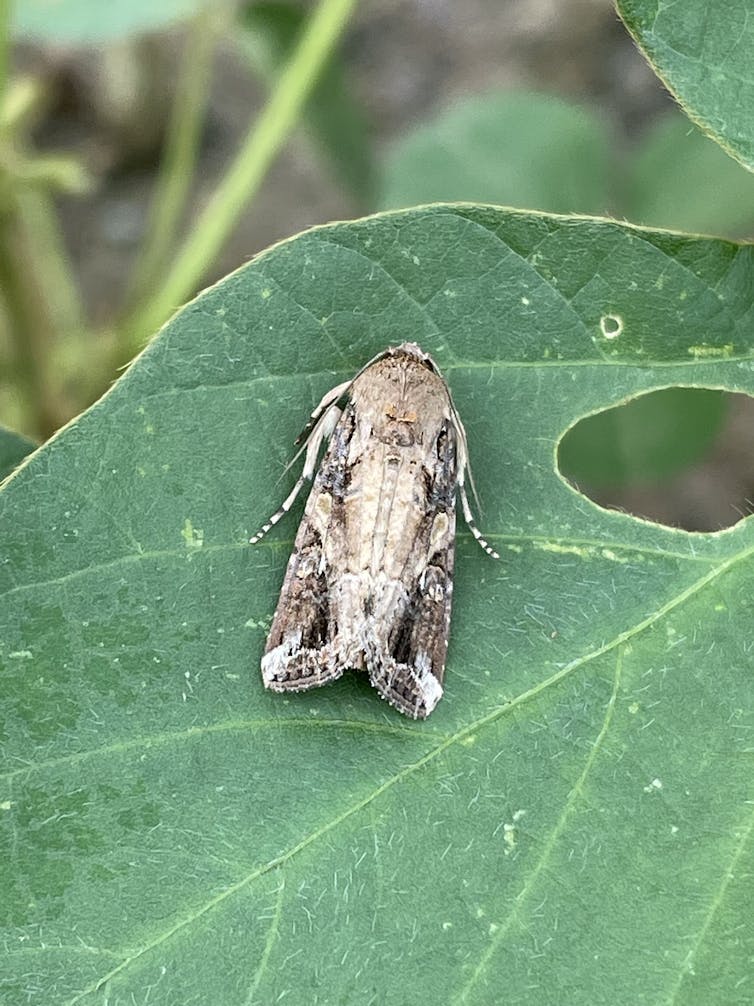 The fall armyworm invasion is fierce this year – and scientists are researching how to stop its destruction of lawns, football fields and crops