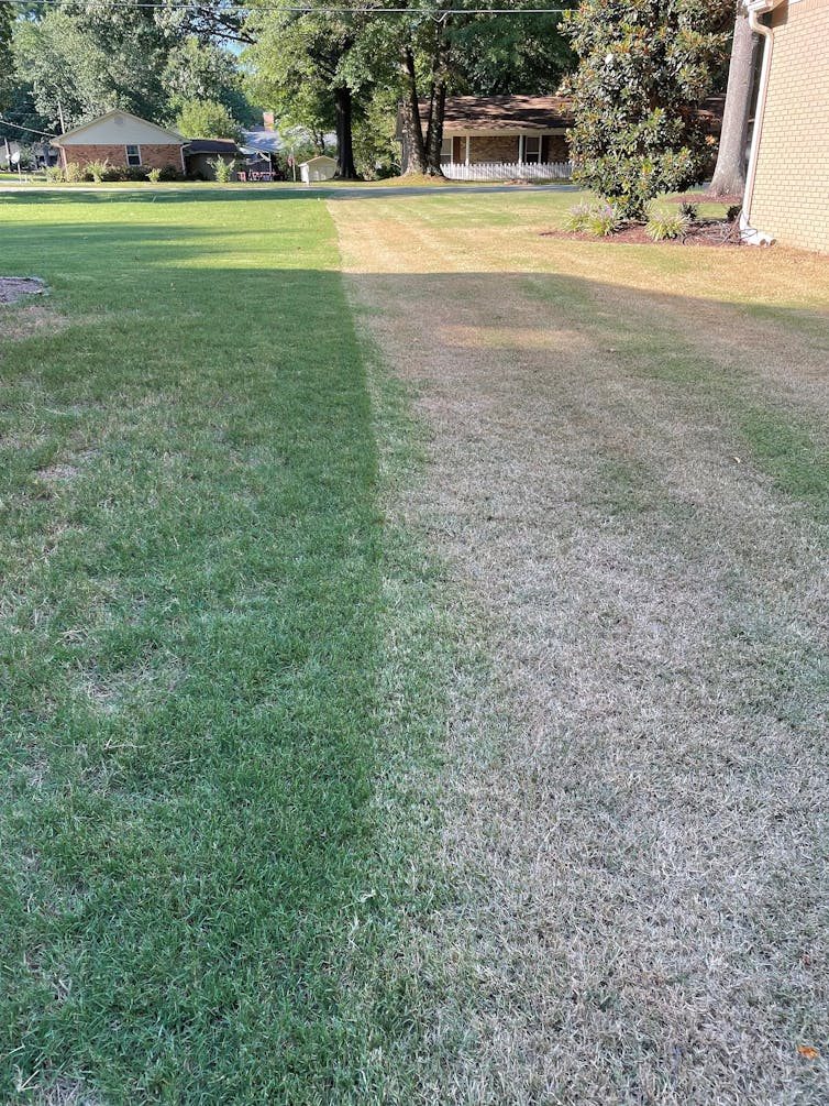 The fall armyworm invasion is fierce this year – and scientists are researching how to stop its destruction of lawns, football fields and crops