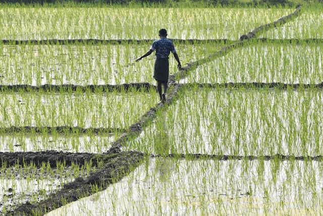 GRAIN How much of world's greenhouse gas emissions come from agriculture?