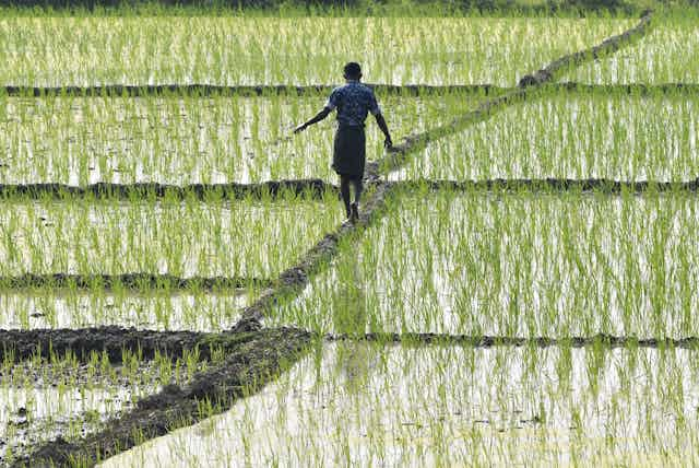 Man crosses flooded rice field walking on raised dike. 