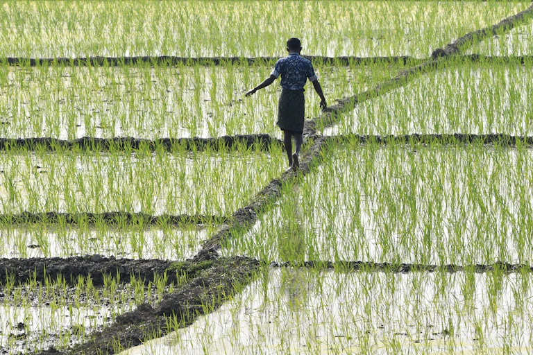 Man crosses flooded rice field walking on raised dike.