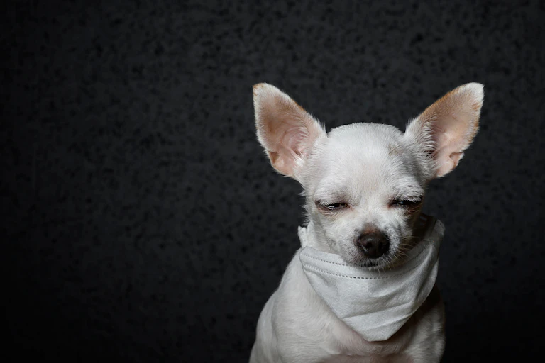 Small dog with eyes closed.
