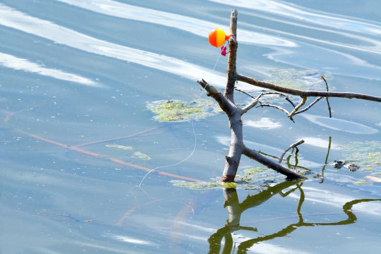 fishing line and bobber wrapped around twig in water