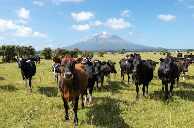 Cows in a field. Brow cow at centre looks toward the camera