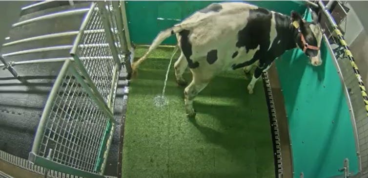 Cow urinating in a latrine pen.