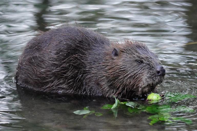 A Eurasian beaver in water