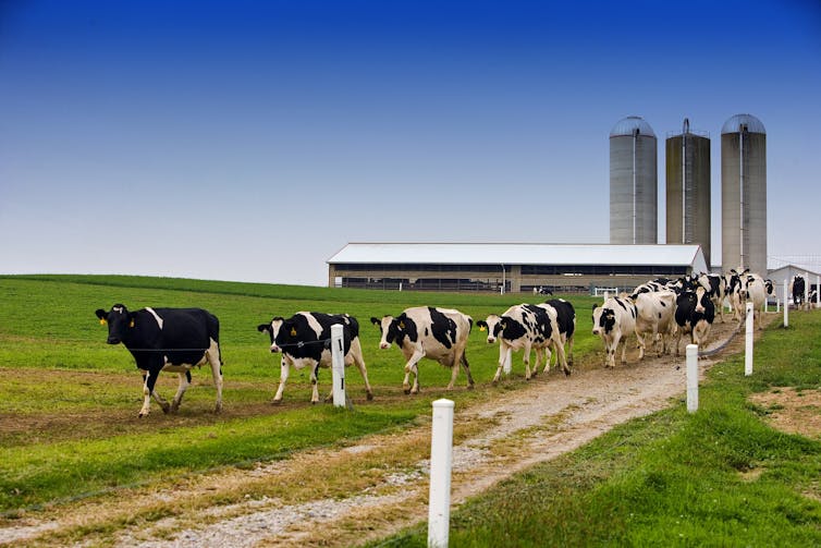 Cows walk in front of a factory