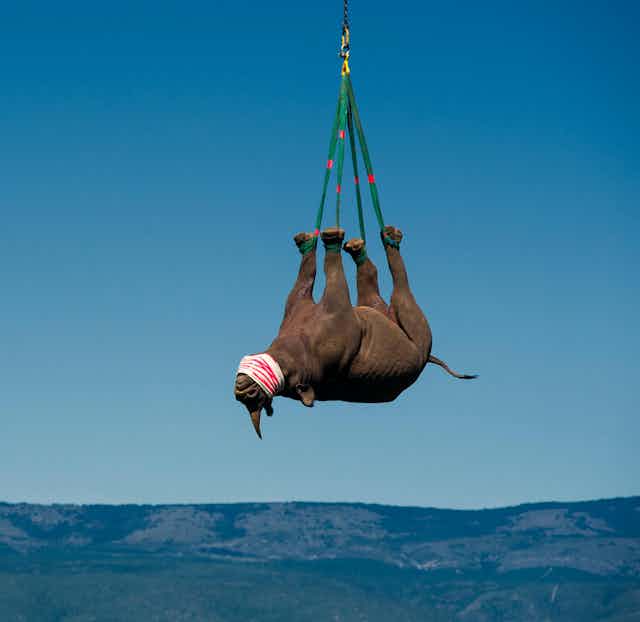 A rhino hanging upside-down by its ankles in mid-air