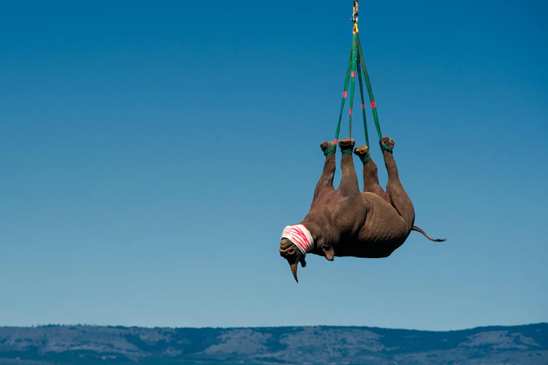 A rhino hanging upside-down by its ankles in mid-air