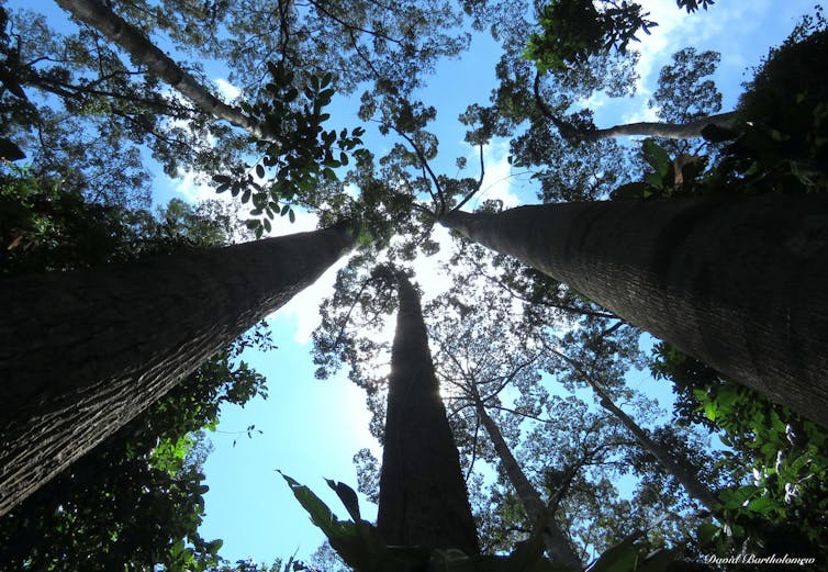 Shorea smithiana , un albero della foresta pluviale vulnerabile alla perdita dell'habitat. Sepilok, Sabah, Malesia. David Bartholomew , Autore fornito
