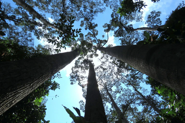A view of a canopy from the forest floor.