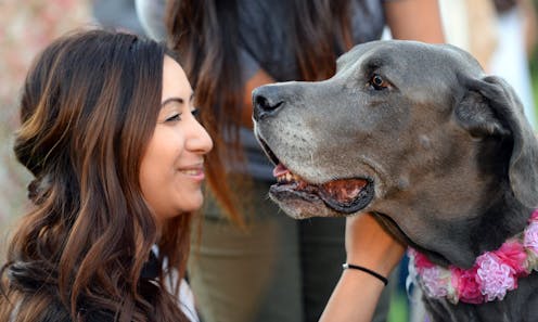 Therapy dogs help students cope with the stress of college life