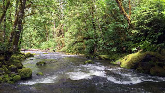 A creek runs through hardwood forest.