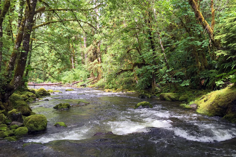 A creek runs through hardwood forest.