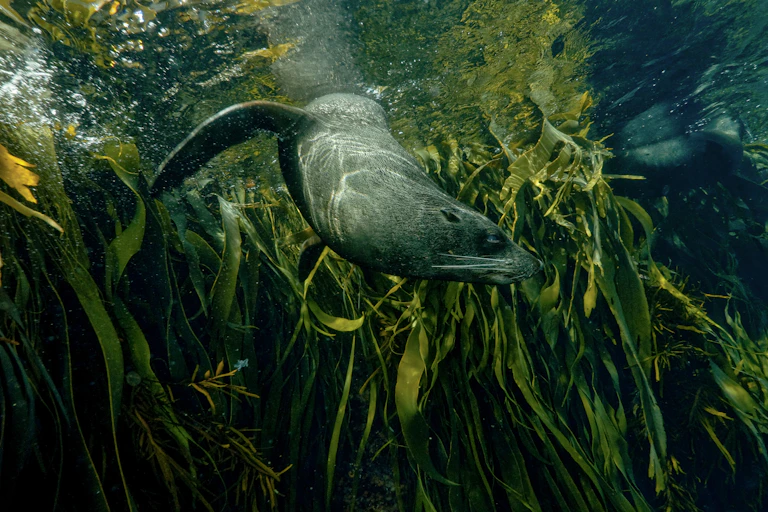 seal swimming in seaweed
