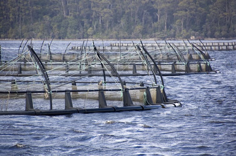 salmon farm infrastructure in water