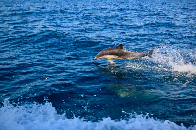 dolphin jumps out of waves