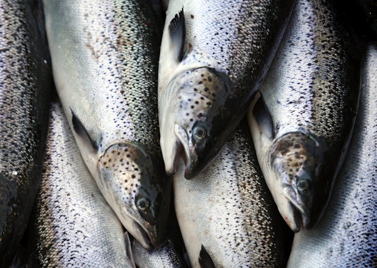 pile of grey and white fish