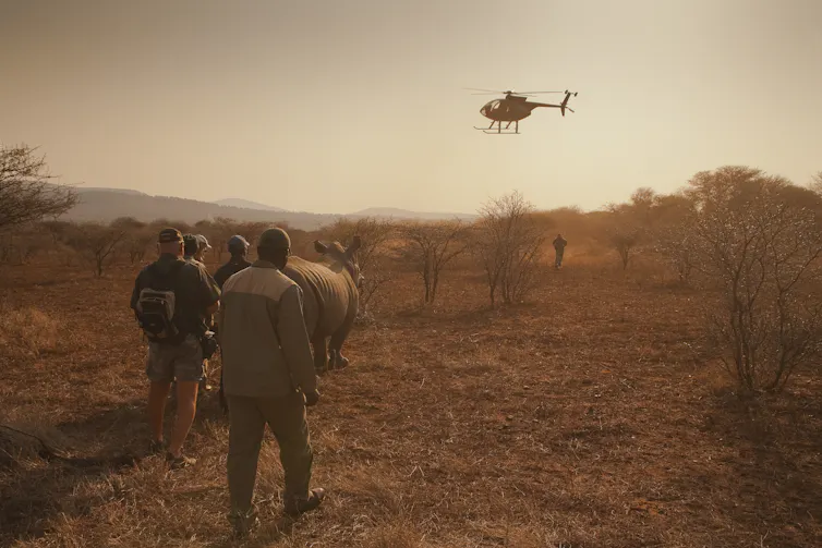 A helicopter hovering over people with a rhino