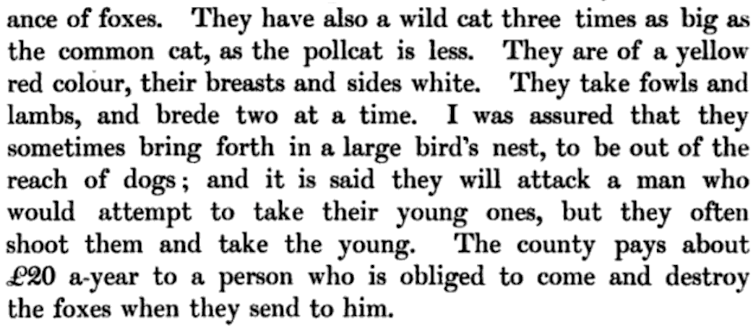 An excerpt of text: '-ance of foxes. They have also a wild cat three times as big as the common cat, as the pollcat is less. they are of a yellow red colour, their breasts and sides white. They take fowls and lambs, and brede two at a time. I was assured that they sometimes bring forth in a large...'