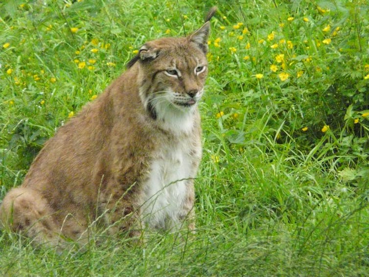 A ginger-white lynx with glazed look and tongue sticking out in field of buttercups.