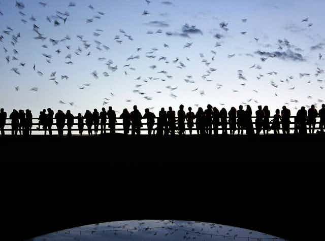 People standing on bridge at dusk, surrounded by flying bats.