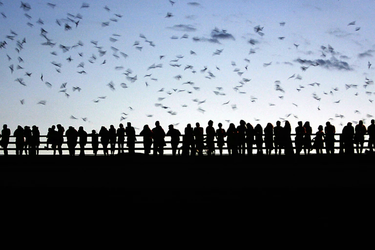 People standing on bridge at dusk, surrounded by flying bats.
