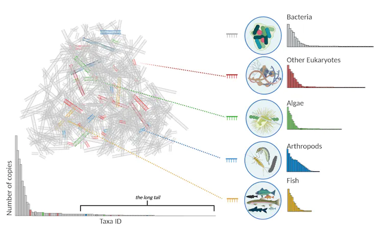 Graphic showing how scientists analyze eDNA to detect different species.