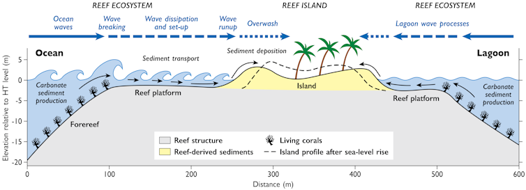 A diagram of a typical atoll island's structure