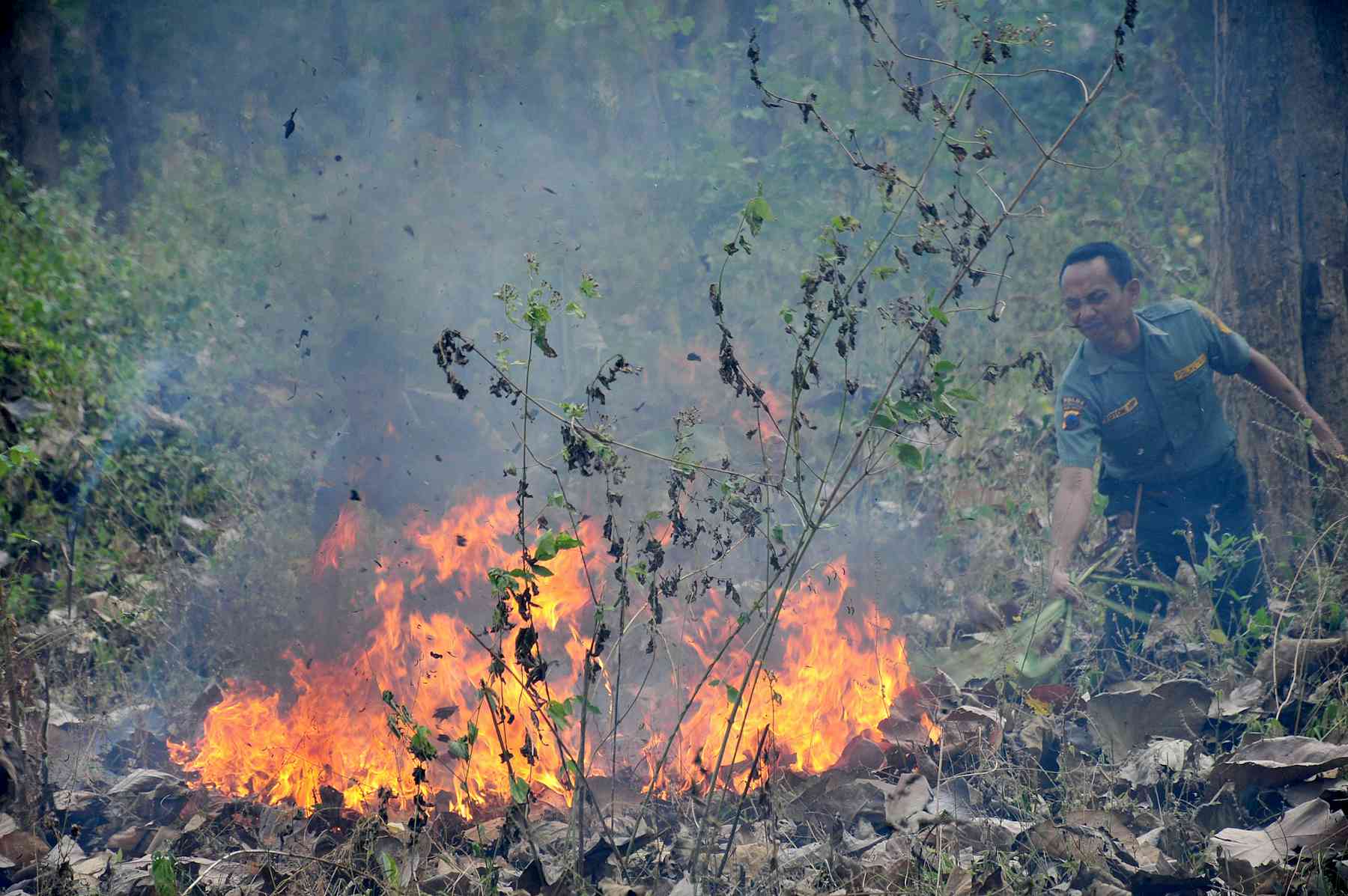 Ciri-ciri Kebakaran Hutan