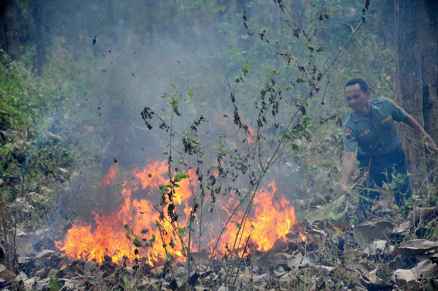 Kebakaran hutan berulang di Indonesia dipengaruhi ketegangan politik di ...
