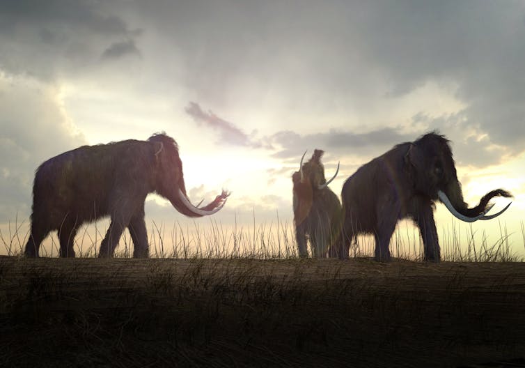 Rendering of woolly mammoths on field.