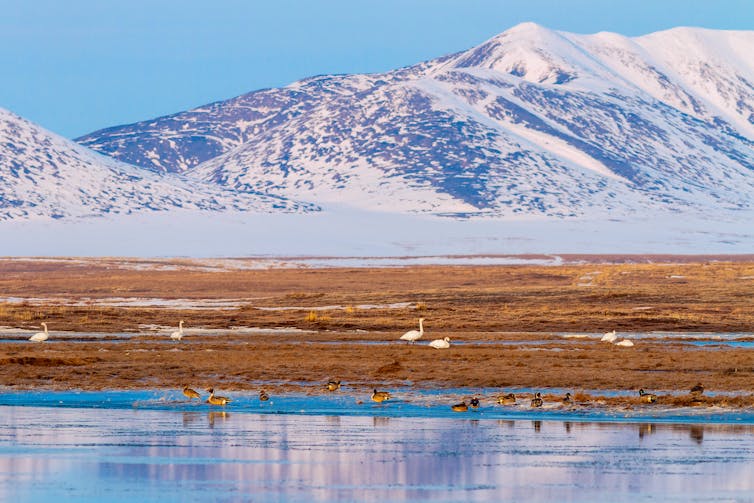 Siberian tundra landscape