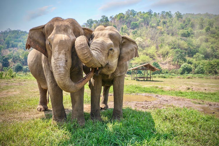 Asian elephants