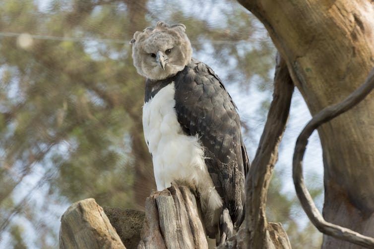 Harpy eagle in a tree