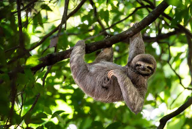 Sloth hanging on a branch