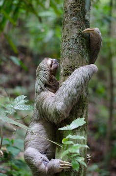 Sloth climbing a tree trunk