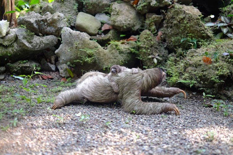 A sloth on the ground with its baby on its back