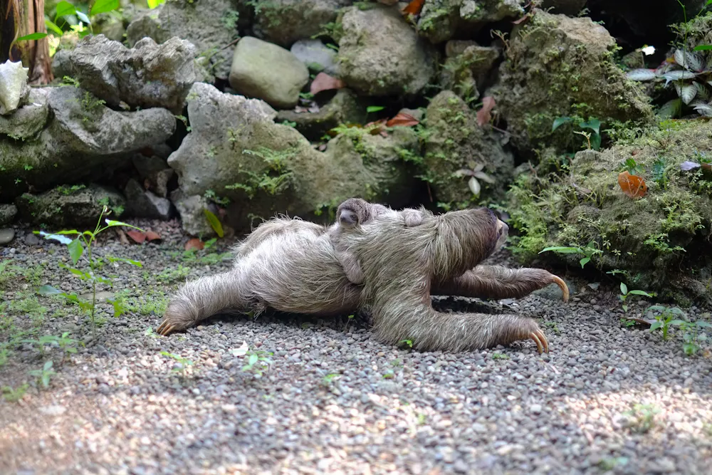 Sloth Is Slow Curious kids: why do sloths go slow?