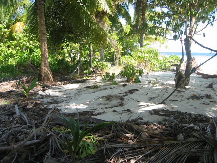 Sand washed up an island's beach